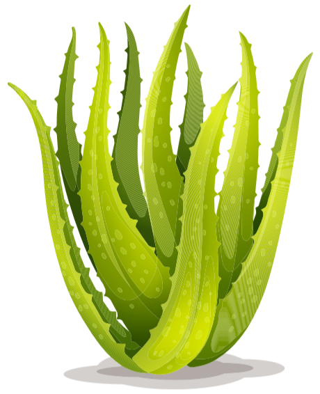 aloe_img